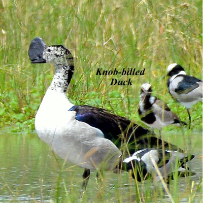 Knob-billed Duck